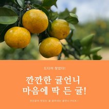 건강하게 자란 제주 귤언니 노지귤 맛있는 선물용귤, 노지감귤 10kg