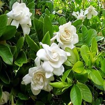 시즌플라워 [목본류]치자나무(꽃치자)