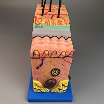 피부 단면 모형 조직 구조 모낭 세포 피부과 실험실, 로고와 다이어그램으로 50배 확대