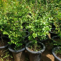 백일홍 (목백일홍) 3년생(키60센티) 개화주, 쿠팡 블루스토어 본상품선택