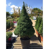 코니카가문비 150cm 화분 차량무료배송 크리스마스트리