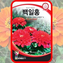백일홍 씨앗 백일홍종자 100립 혼합 꽃씨 몰 봄 여름 가을 꽃씨, 단품