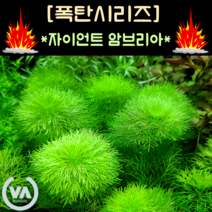 [수초폭탄] 통큰 반값할인!!! 머리가 큰 암브리아 자이언트 암브리아 (20촉) / 암브리아시리즈 초보수초 풍성한수초