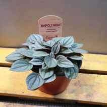 에덴농원 나폴리나이트( 재입고) 가격저렴