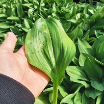 [웰굿] 산지직송 강원도 명이나물 잎명이 1kg