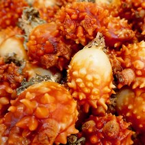 신선한 통영 해산물들 털게 멍게굴 가리비 등, 1box, 꽃멍게2kg