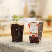 [모비딕컴퍼니] 과학실험 새싹보리씨 텃밭가꾸기 꽃씨 캣그라스키우기 고수씨 식물종자 씨앗, 잇★ 파라솔-컵가든 봉선화키우기 자연학습 종자 단체선물, [좋아요]