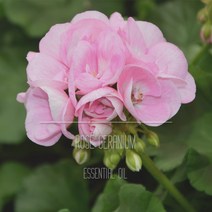 로즈 제라늄 EO 천연 에센셜 오일 10ml 50ml 100ml 500ml 1L