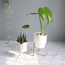 [모리앤] 골드 프레임 화분에 심은 공기정화식물, 1세트, 화이트+플랫바+몬스테리아