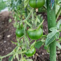정원 말뚝 금속 플라스틱 코팅 식물 케이지 등반 토마토 나무 울타리 콩 40cm 50 팩, 한개옵션0