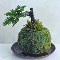 일본 크리에이티브 이끼 공 냄비 새 둥지 꽃병 꽃 식물 홈 오피스 데스크 테이블 가정용 석곡속 정원 DIY 장식, Outer diameter 9CM