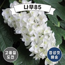 묘목/떡갈잎수국(스노우플레이크 (겹꽃)) 15cm포트 r648