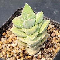 꽃다리 기천금 다육식물 랜덤배송 다육금 아이만배송