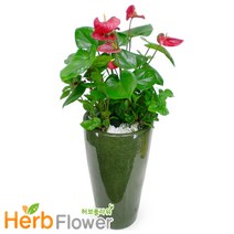 공기정화식물 대박나무 행운목 금전수 스투키 고무나무 개업화분 전국당일꽃배달, A-02 안시리움