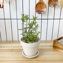 1+1 페퍼민트 키친허브 화분 세트 타임 바질 로즈마리 베란다 텃밭 허브 키우기, H10.페퍼민트, H42.샐러리