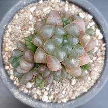 꽃다리 도도손 66 다육식물 하월시아 아이만배송