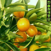 유주나무 실내공기정화식물 결실주, 01. 7치 화분, 1개