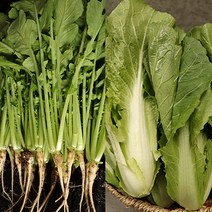 포천 어린 열무 3kg+얼갈이 1kg