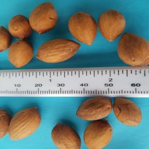 비자나무씨앗(30립)