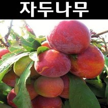 자두(로얄대석) 접목1년(뿌리) 1개/나무 묘목/과실수/유실수