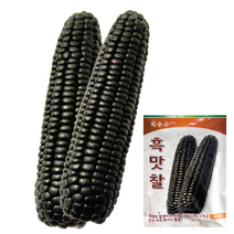팜한농 흑맛찰 옥수수씨앗 100립, 1개