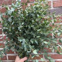 [꽃 마실] 초특가 (하우스) 파블로 소재 생화 한단