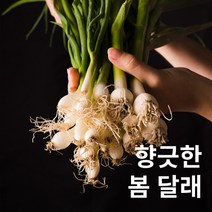 당일 수확 국내산 봄나물 대용량 봄 달래 500g 1kg