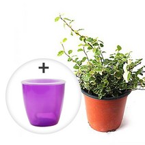 미미네가든 자동급수 푸미라 화분 키우기세트, 단품