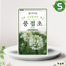 솔림텃밭몰 백색 풍접초씨앗 200립 풍접초 족두리꽃 꽃씨앗 꽃씨, 단품