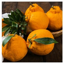제주 써니트 한라봉, 써니트 한라봉 5kg (17 25과)