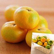 이지리치 타이벡 감귤 3KG 소과 귤선물 제주감귤택배