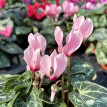 시클라멘 시크라멘 겨울꽃, 3. 빨강