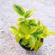 인플랜츠팜 황금사철나무 월동 정윈수 사계절 황금색 포트 화분