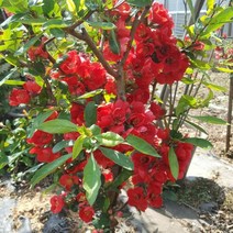 묘목/명자나무(홍태황)5치 포트묘 KJ575, 1개