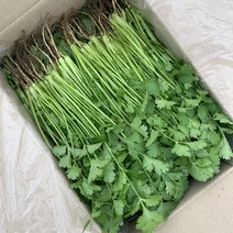 국내산 장인이 만든 고수 / 뿌리포함, 2kg, 1개