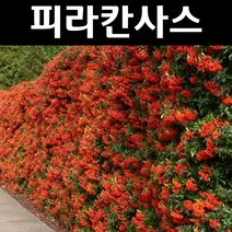 피라칸사스/피라칸타 나무 묘목 키80cm~1m 3개/정원/공원/조경수