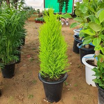 꽃피리 율마(공기정화식물)키약50~60cm