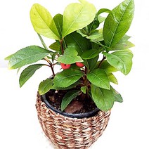 천냥금 빨간열매 수경재배 관리쉬운 공기정화 식물 라탄화분, 단품, 1개