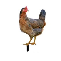 정원 장식 인형 조형물 마당 꾸미기 현실적인 아크릴 야외 수탉 동상 장식품 아트 조각 치킨, -3