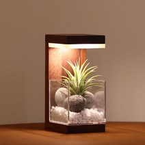 모던포인트 원목 플랜테리어 공기정화 식물 LED 무드등, 브라운멀바우/스칸디아모스/추가안함