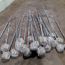 [과수] 일세다래 지주대 묘목 (결실주) 다래나무, 1개