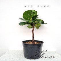 플라워석 토피어리형 떡갈고무나무 특상품 공기정화식물 45cm, 1개