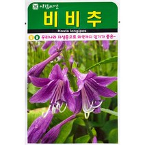 비비추 꽃씨앗 20립, 1개