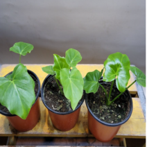 호프셀렘(무럭무럭 잘자라는 아이에요)