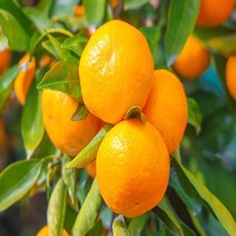 제주 하우스귤 선물용 3kg 중 25-35과, 단품