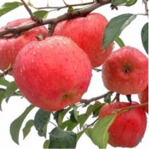 영월 동강애사과 10kg 29-33과 어라연 김삿갓사과, 상세페이지 참조