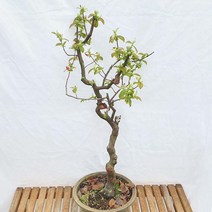 특대품 모과 나무 분재 꽃 묘목 열매 반려 식물 베란다 화분 키우기