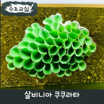 [수초교실] 벌집모양을 가진 부상초 살비니아 쿠쿠라타, 5뿌리