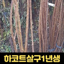 살구나무 과수 유실수묘목 1년생 하코트살구나무 과일나무, 1개