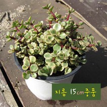 허브여울다육 아악무(코끼리풀/ 토피어리가능) 지름 15cm 중품화분, 1개